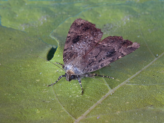 Noctuidae: Amphipyra  pyramidea
